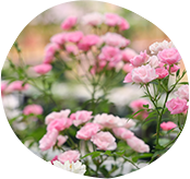 ミニバラ・盆栽