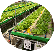 葉物野菜の高床式栽培